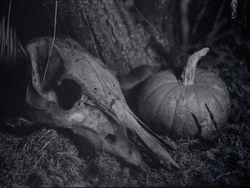 Mykonos Biennale 2015 - Film Festival - NATURE MORTE 1 - screen shot
