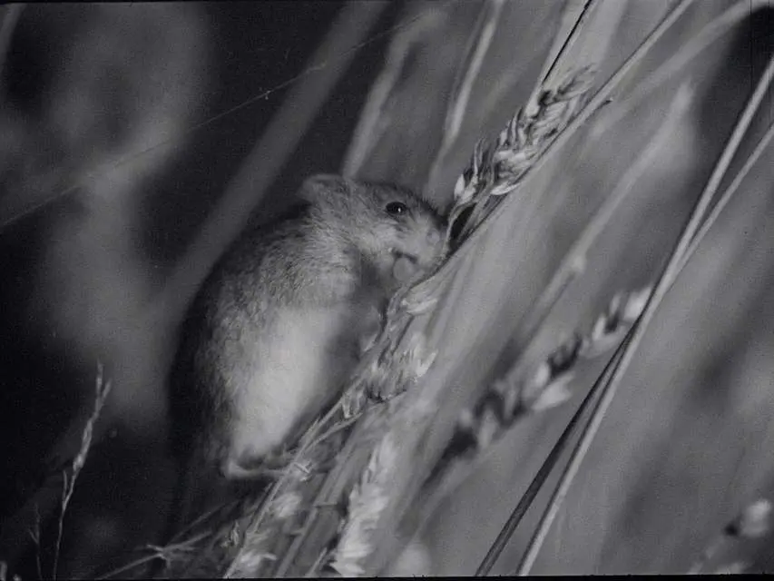 Mykonos Biennale 2015 - Film Festival - NATURE MORTE 2 - screen shot
